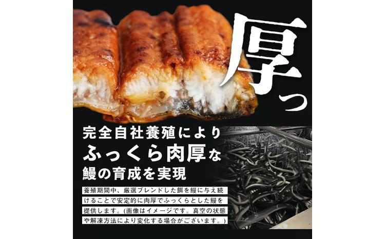 【訳あり・数量限定】復活！不揃いのうなぎ達 計740g以上(鹿児島県産 鰻の蒲焼き) b2-021