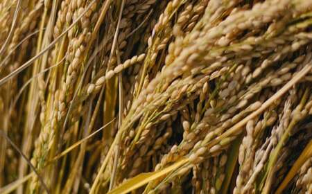 お山の玄米麺 10パックセット うどん パスタ グルテンフリー 白川町 / Sunpo[AWBC003]