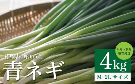 青ネギ 選べる 容量 4kg 【 シャキとろ 青ネギ 】ねっこ農園 丸ごと 食べれる 苦みえぐみが少ない 4月～5月 発送 薬味 ネギ 野菜 葱 味噌汁 うどん 鍋 朝ご飯 徳島県 吉野川市