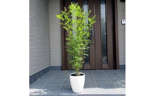 シマトネリコ 株立 7号 オシャレな化粧鉢(ガーデニング用)