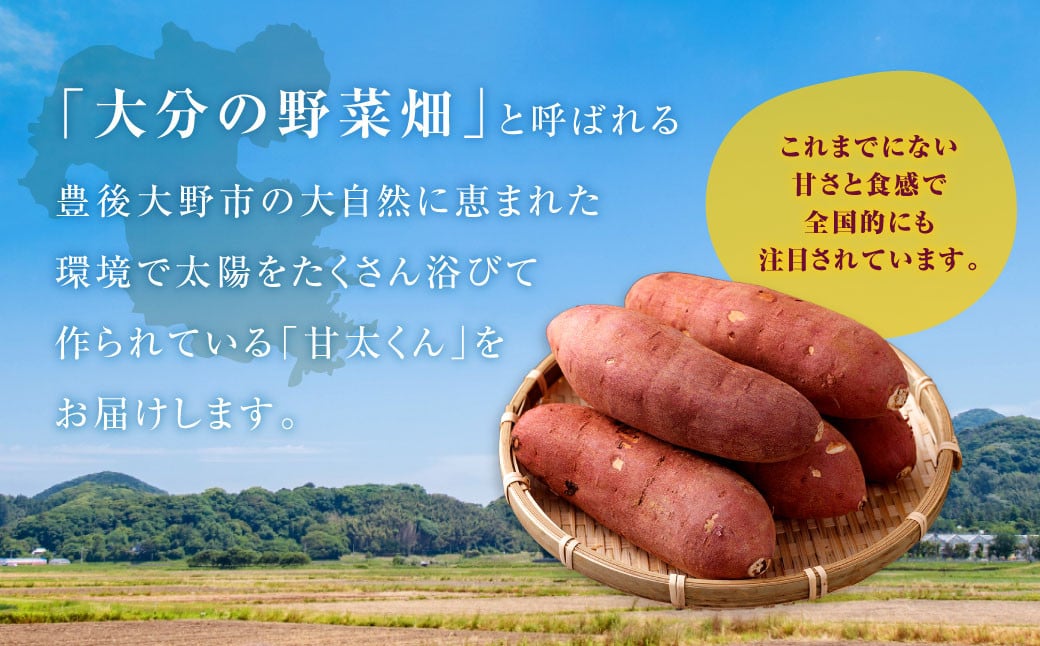 171-1134 【先行予約】 高糖度さつまいも 甘太くん 約1.2kg（Lサイズ2本・Mサイズ3本） サツマイモ 甘藷 かんしょ おやつ 焼き芋 【2024年11月下旬から2025年4月下旬発送予定