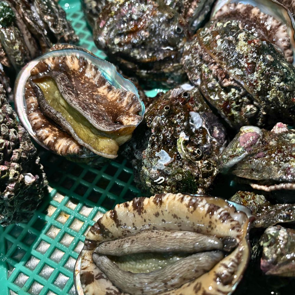 【ふるさと納税】陸奥湾産 天然活アワビ 約100g×3個 蝦夷アワビ 脇野沢漁協 魚介 海の幸 海産物 ふるさと納税 むつ市