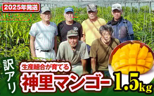 【訳あり】2025年発送　生産組合から直送　神里マンゴー1.5kg