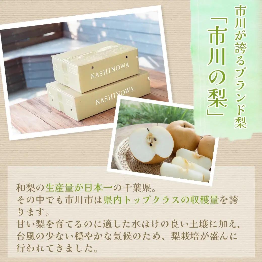 市川の梨　幸水　5kg（7～12玉）　【12203-0259】