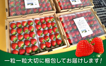 【先行予約】いちご ゆうべに 百花園ファーム 約1.4kg（約350g×4P）20粒/P Lサイズ 【亀井通産 株式会社】[AYBQ084]
