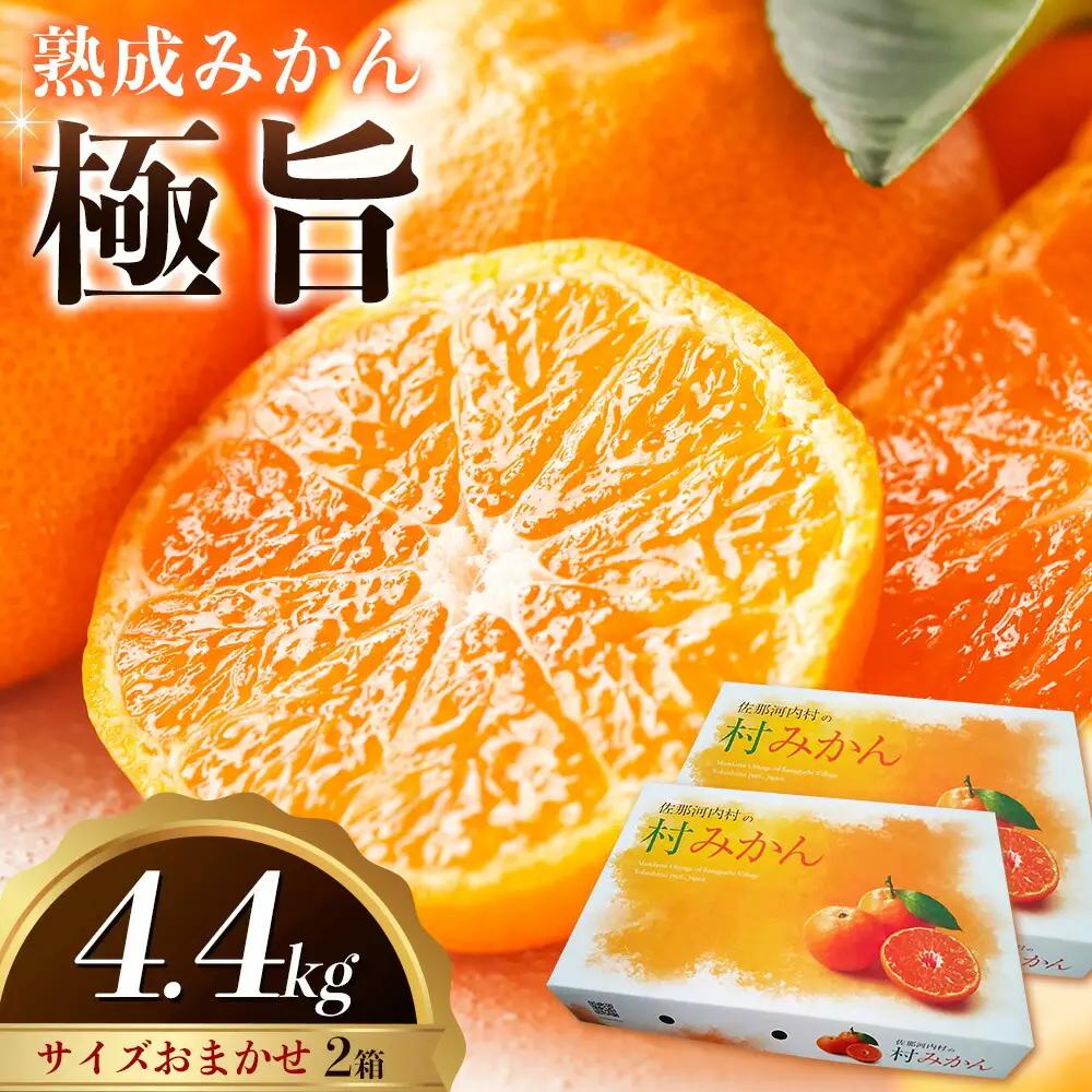 みかん 熟成みかん 極旨 2箱 4.4kg