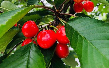 さくらんぼ 佐藤錦 紅秀峰 紅てまりのどれか1品種 1kg Lサイズ 贈答用 ＜有我果樹園＞  F7X-0229