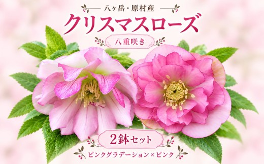 八ヶ岳・原村産　クリスマスローズ（八重咲き）2鉢セット 【ピンクグラデーション×ピンク】 | クリスマスローズ 花苗 鉢植え 鉢花 信州 八ヶ岳 長野県 諏訪郡 原村