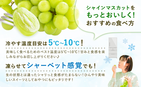 シャインマスカット 秀品 内容量 約1.2kg(2-5房) 日本フルーツ《6月下旬-8月末頃出荷》熊本県 荒尾市 ぶどう ブドウ 果物 フルーツ スイーツ デザート ギフト ご贈答