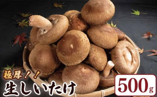 きのこ しいたけ 500g （ 250g × 2袋 ） キノコ 椎茸 生しいたけ 生 シイタケ 大ぶり だし ダシ 焼きしいたけ 肉詰め 鍋 味噌汁 スープ 野菜 新鮮 旬 食べ応え 厚い 肉厚 うまみ セット 菌床しいたけ マルイ園 徳島県 吉野川市