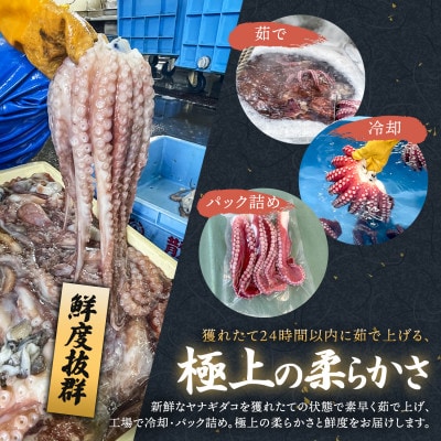 【毎月定期便】ヤナギダコ500g【産地直送】プリプリ食感 北海道 釧路町 昆布森 多幸の旨味全12回【配送不可地域：離島】