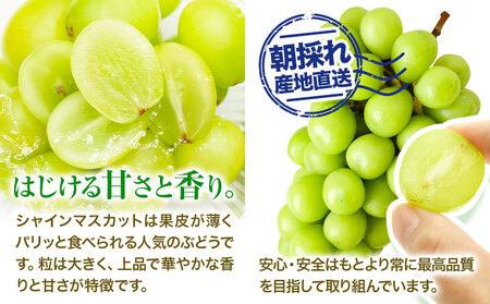 ご家庭用 岡山県産 シャインマスカット 化粧箱入り 1房 (約800g)