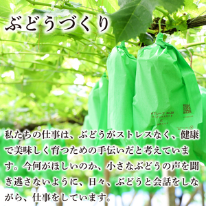 訳あり シャインマスカット ピオーネ 各2パック 粒でお届け 