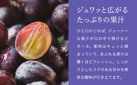 【2026年先行予約】数量限定 訳あり 豊岡ぶどう「ピオーネ」 約300g×6パック ／ ぴおーね ブドウ 葡萄 訳ありぶどう 大粒 強い甘み 爽やかな酸味 新鮮 果物 産地直送 くだもの フルーツ 
