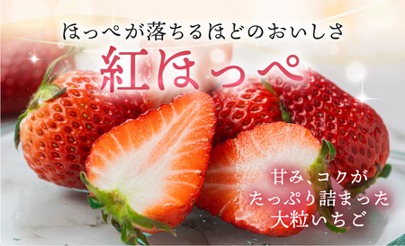 【愛知県・田原産】ブランドいちご「いちごのしあわせ」約9粒～15粒 1月中お届け ／ 苺 イチゴ フルーツ 果物 農薬節減 愛知県 特産品 産地直送 田原市 渥美半島 いちご イチゴ 苺 いちご イチ