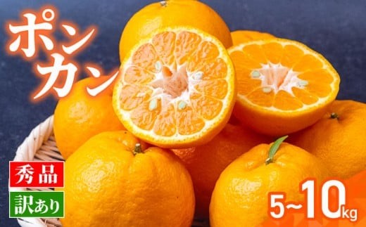 
                  【数量限定】 訳あり ポンカン 5kg 10kg | ぽんかん 訳あり 家庭用 秀品 贈答 8000円 ～ おすすめ ランキング 産地直送 果物 フルーツ ふるさと納税みかん 柑橘 くだもの ミカン 果肉 蜜柑 人気 ふるさと納税 みかん ふるさと納税 果物 ふるさと納税 フルーツ 期間限定 国産 産地直送 果物類 果物の詰合せ みかん・柑橘類 みかん 高知県 須崎市
                
