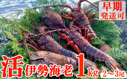 
【天然】活伊勢海老１ｋｇ
