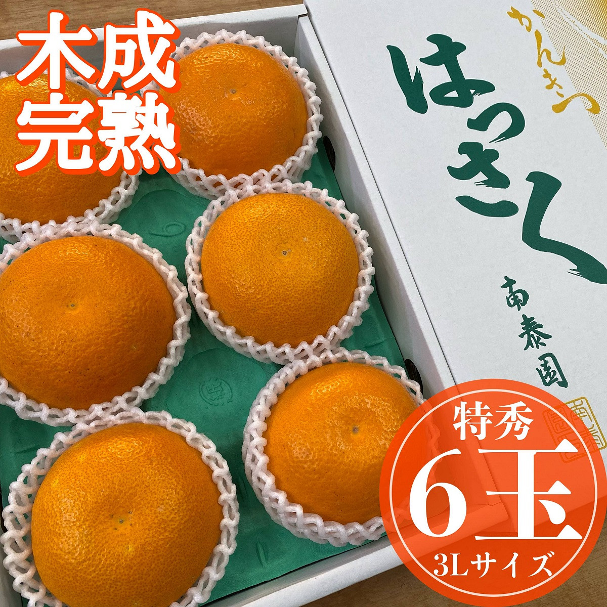 木成完熟 紅はっさく 特秀 大玉 3L × 6玉入 化粧箱 南泰園【2026年4月上旬～発送】