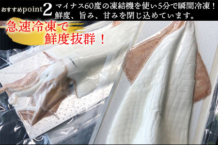 『先行予約』呼子のいか活造り2杯! コリコリ甘い鮮度抜群の透明感! 約200g×2(合計約400g) 刺身 ギフト 冷凍 ※水揚げあり次第6月以降順次発送させていただきます。