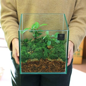 D011 観葉植物 [テラリウム Mサイズ] (花うるる モダン インテリア ギフト プレゼント おしゃれ 観葉 ガジュマル ガラス ケース 完成品 ミニ観葉 盆栽 アクアリウム おしゃれ リビング 