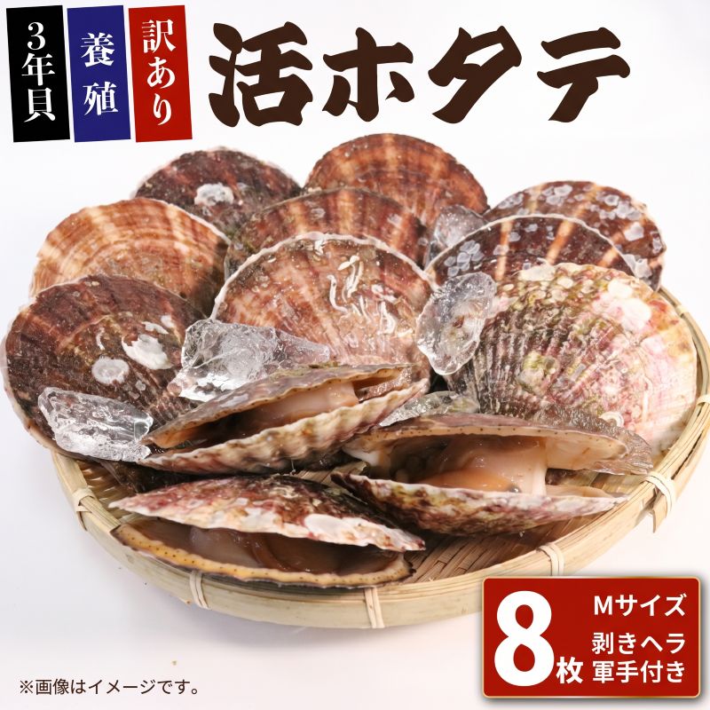 訳あり活ホタテMサイズ 8枚 (10cm~11cm) 軍手 ヘラ付き ほたて 刺身 おさしみ 刺し身 鍋 お鍋 バーベキュー BBQ 炙り 炙り焼き バター焼き 出汁 夕飯 おかず おつまみ 晩酌 海産物 海鮮 魚介 魚介類 大船渡 三陸 災害 被災 震災 火災 支援 応援 岩手県 国産
