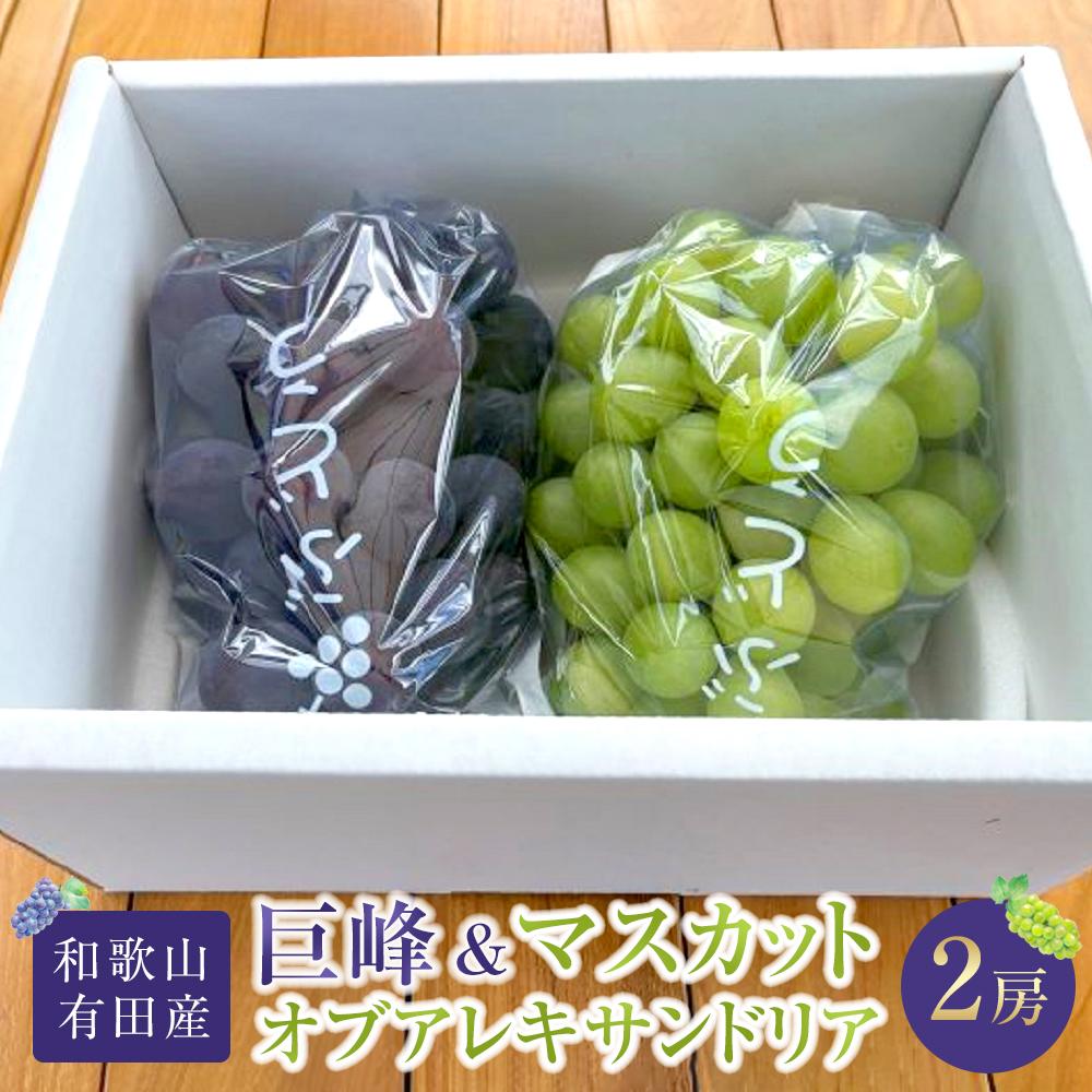 【ふるさと納税】先行予約 和歌山 有田産 2色 ぶどう 詰め合わせ 巨峰 マスカットオブアレキサンドリア［2026年8月下旬以降発送］ | フルーツ 果物 くだもの 食品 人気 おすすめ 送料無料 数量限定 マスカット お取り寄せ グルメ セット 期間限定