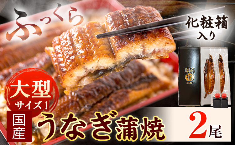 大型サイズ ふっくら柔らか国産 うなぎ 蒲焼き 2尾 化粧箱入(真空パック入) 株式会社魚鶴商店《30日以内に出荷予定(土日祝除く)》 和歌山県 日高川町 うなぎ 鰻 ギフト 贈り物(F)