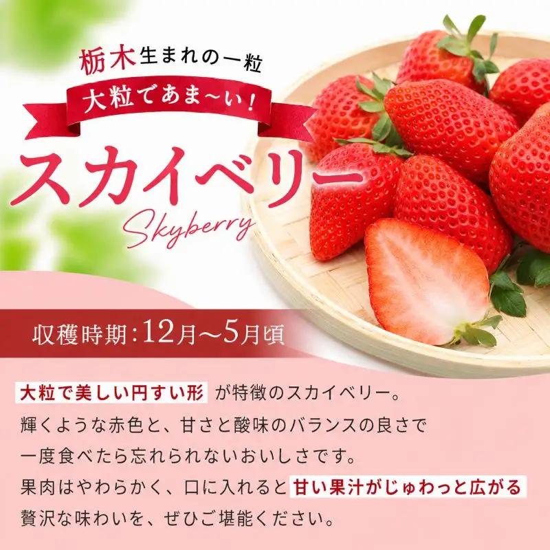 【定期便2回】訳あり 粒不揃い スカイベリー 1,680g (280g×6P)  | 栃木県 矢板市 澳原いちご農園