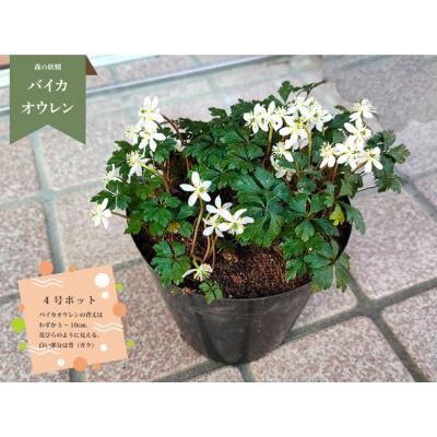 ふるさと納税 佐川町 <バイカオウレン> 苗 ポット 4号 1個　<12月〜2月頃の間に発送予定> |  | 01