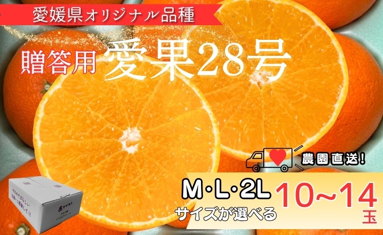 
                  【2026年先行予約】 みかん 愛果28号 紅まどんなと同一品種 【サイズが選べる】 Mサイズ Lサイズ 2Lサイズ 贈答用 愛媛みかん 数量限定 ＜2026年11月中旬から順次発送予定＞ 愛媛県産 人気 柑橘 フルーツ ゼリー食感 国産 農園直送 しもなだファーム 伊予市
                