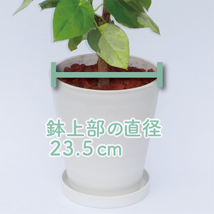 2026年9月上旬～発送【観葉植物】ラブリィハート 100cm～120cm【農林水産省 品種登録】 T&P IB057-016 観葉植物 ※北海道・沖縄・離島配送不可