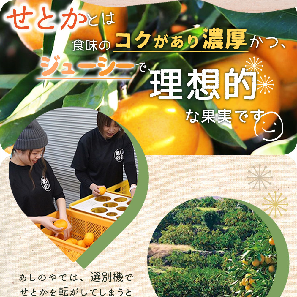 ZE6401n_湯浅町産せとか11～15玉（M～2Lサイズ混合）化粧箱入り秀品【まごころ手選別】_イメージ3