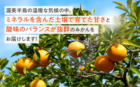 【先行予約】渥美半島の伊良湖みかん 10kg（箱重量を含む ）訳あり　 みかん ミカン 蜜柑 送料無料 フルーツ 果物 大容量 渥美半島みかん 甘い 濃厚みかん コク ジューシー  ご自宅用みかん 田