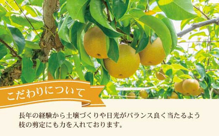 【先行予約】高知県土佐市産 梨（豊水）大玉 約4kg 7～8玉 〈2026年8月下旬頃～9月中旬頃発送〉 ほうすい なし ナシ 4キロ 国産 フルーツ 果物 くだもの デザート スイーツ 旬 甘い 果