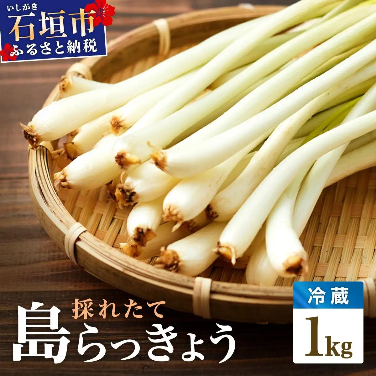 ≪2026年2月下旬～5月下旬発送≫採れたて島らっきょう １㎏【 沖縄県 石垣市 野菜 らっきょう 島らっきょう おつまみ 採れたて 料理 漬物 天ぷら おかぴ農園 産地直送 】OK-01
