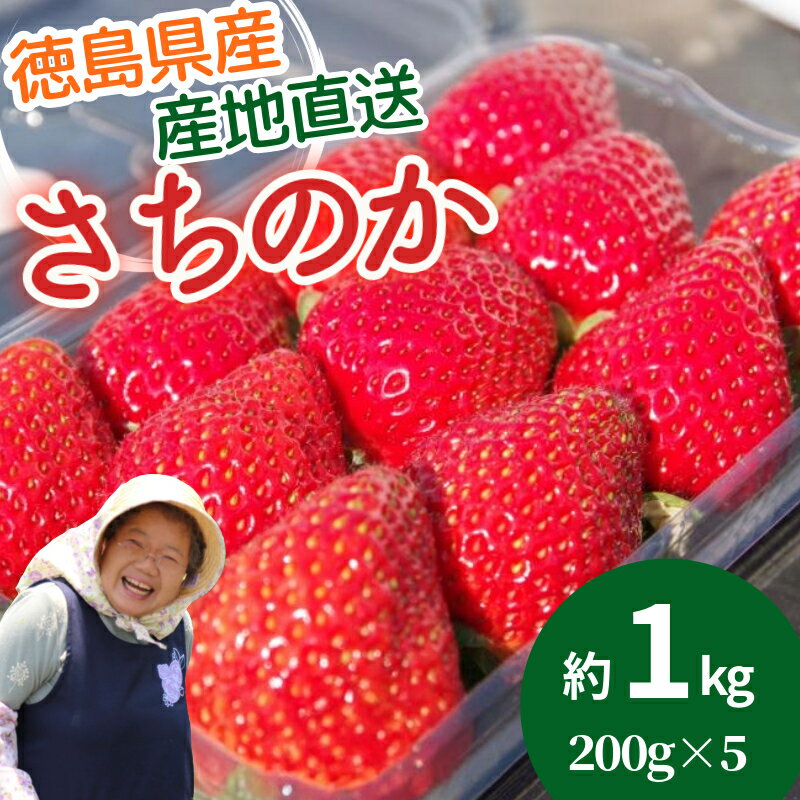 【ふるさと納税】 いちご 朝摘み 冷蔵 約1.0kg 200g (5パック) 苺 さちのか イチゴ ストロベリー 四国 徳島 小松島 産地直送 期間限定 フレッシュ フルーツ 果物 国産 季節限定ブランド 大粒 旬 産地 直送 フレッシュ イチゴ フルーツ 果物 国産 【2026年1月より順次発送】
