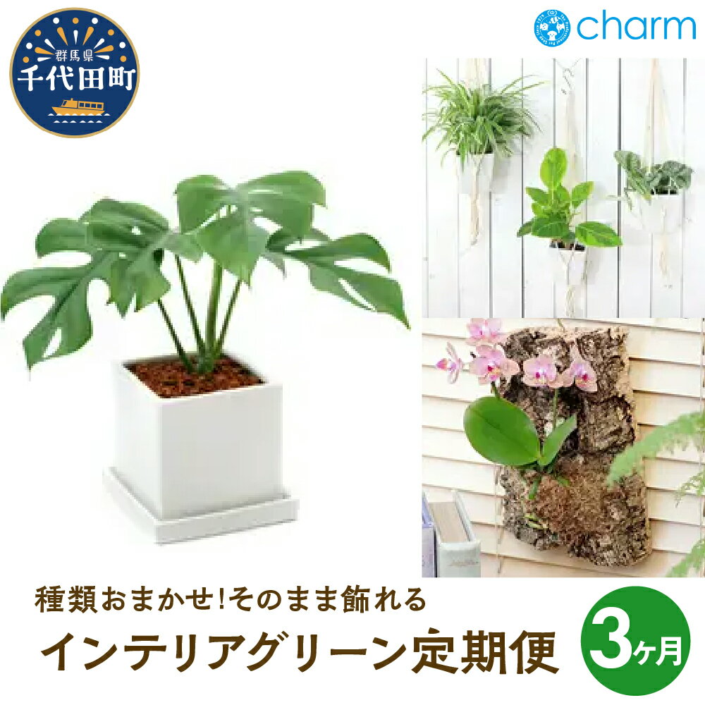 【ふるさと納税】植物 定期便 3ヶ月 植物専門店 が 選ぶ ｢ そのまま飾れる インテリアグリーン ｣ インテリア おしゃれ おまかせ 送料無料 株式会社チャーム 群馬県 千代田町