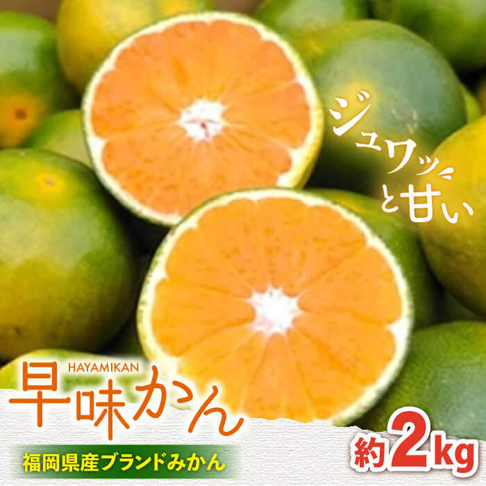 【ふるさと納税】【9月中旬より発送】先行予約 福岡産 ブランドみかん 早味かん 約2kg＜南国フルーツ株式会社＞那珂川市 [GCD023]12000 12000円