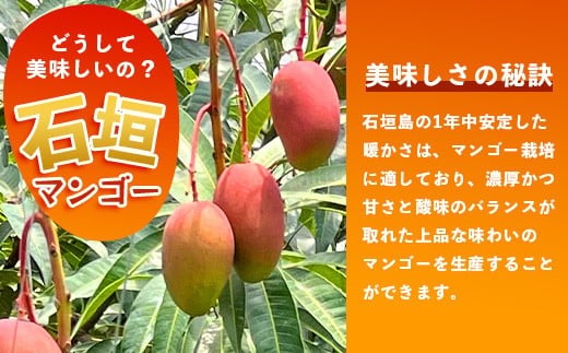 【訳あり】石垣島産 マンゴー (アーウィン種)  9～12玉(箱含め約5kg) 《樹齢30年の木で育ったマンゴー》｜産地直送 沖縄 石垣島 マンゴー  アーウィン マンゴー フルーツ TP-3 【訳あ