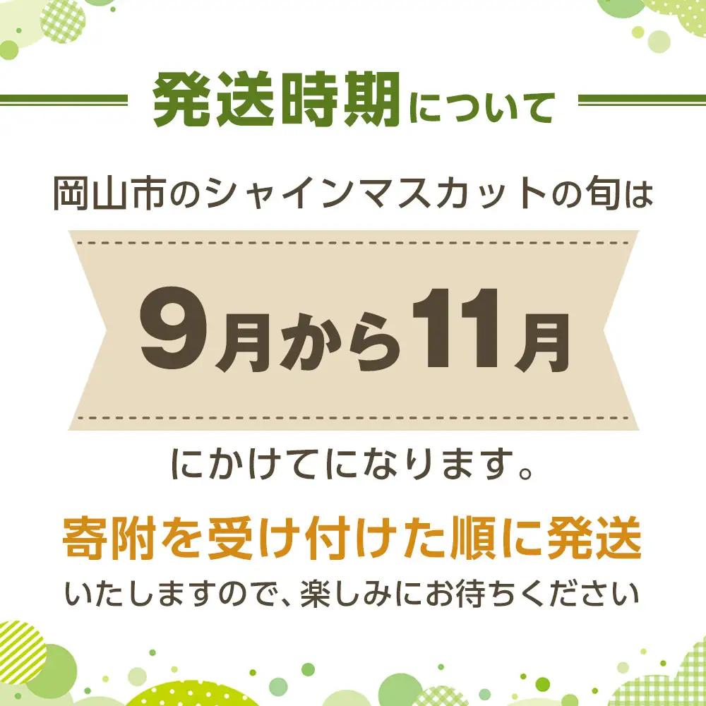 ぶどう 2026年  ご家庭用 シャインマスカット 晴王 約600g×1房 葡萄  岡山県産 国産 フルーツ 果物 | シャインマスカット