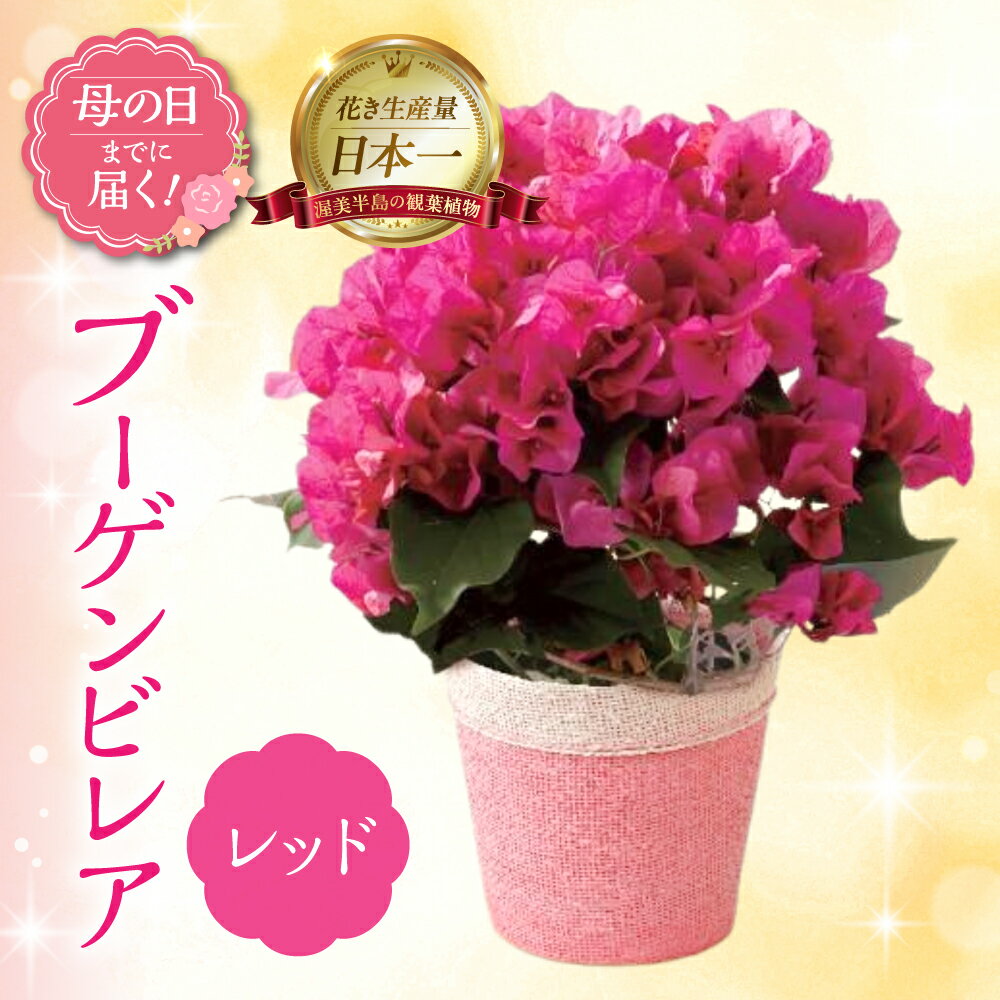 【ふるさと納税】《母の日までにお届け》ブーゲンビレア レッド 花 花 鉢植え 鉢 鉢花 花 観葉植物 植物 5号鉢 人気 おしゃれ かわいい 母の日 プレゼント 贈り物 贈答 ギフト 冬 フラワーギフト 母の日 ありがとう お母さん 母 記念日
