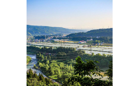 【令和7年産】定期便！魚沼産 新之助【合計60kg】5kg×12回 お米 米 こめ コメ 