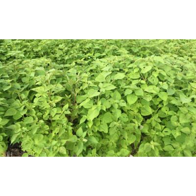 ふるさと納税 高山市 飛騨生搾りえごま油　50g1本　お申込後に搾油するので新鮮搾りたて　TR4528 |  | 03