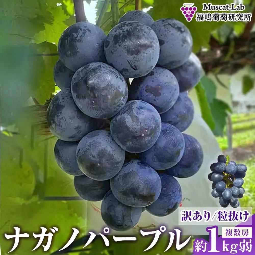累計注文数1000件突破！2026　ナガノパープル　【訳あり粒抜け等】　房複数　約1kg弱　長野県産  【10月初旬頃～順次発送予定】国際特許有機肥料栽培