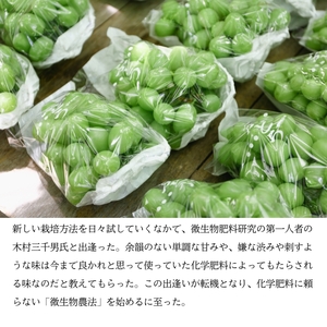 シャインマスカット1房（700g前後）内田農園 岡山県 瀬戸内市 邑久町産 葡萄 ぶどう 2025年【配達不可：北海道・沖縄・離島】 果物類 ブドウ フルーツ 