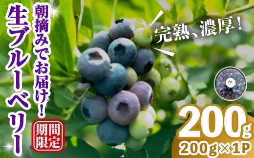 完熟、濃厚生ブルーベリー200g ブルーベリー 果物 フルーツ 青果物 クール便 スムージー ヨーグルト おやつ 【奥久慈 まほろばの郷 ふれあい農園】【ho1528】