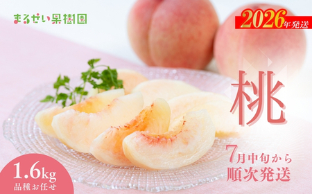 No.2368まるせい果樹園　桃品種お任せ約1.6kg【2026年発送】