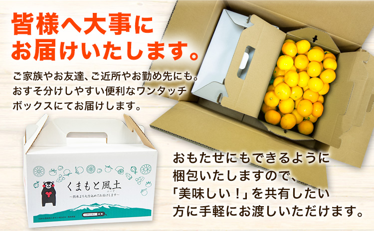 訳あり みかん くまもと小玉みかん 5kg (2.5kg×2箱)  フルーツ 柑橘 小玉 《9月中旬-10月下旬頃出荷》---fn_nkomikan_k9_24_5500_5kg---