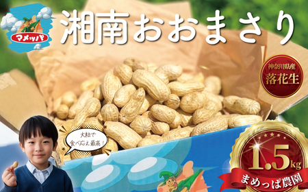 おおまさり 1.5kg 落花生 | 【湘南生落花生】