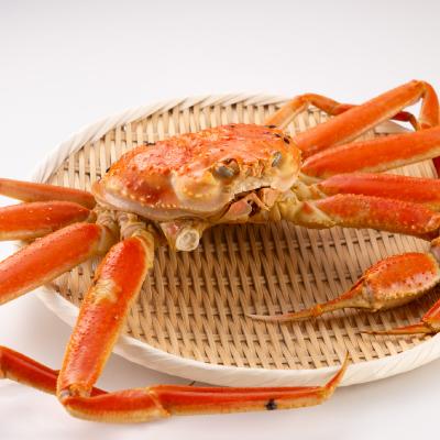 ふるさと納税 智頭町 鳥取県産　厳選!ボイル足折松葉ガニ中1枚(600〜700gサイズ) |  | 02